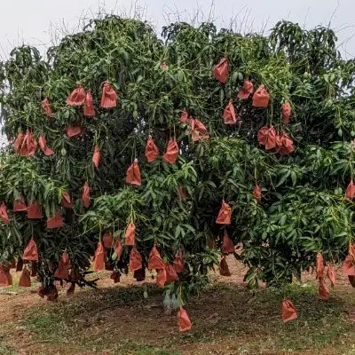 De sapping of Mangoes