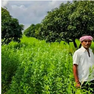 Our Lush Mango Trees